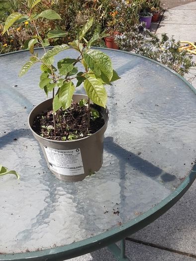 Wild cherry plant