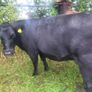 Organic  Aa. X  Heifers Drumboshambo Mart Sat.24 Image 7