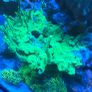 coral Image 9