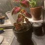 colues plant Image 2