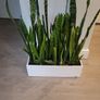 Sansevieria Zeylanica trough Image 2