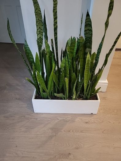 Sansevieria Zeylanica trough