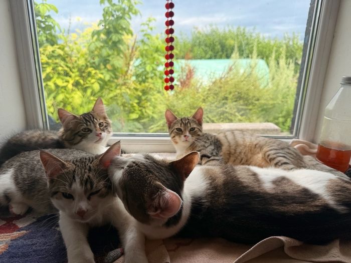 Kittens