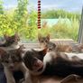 Kittens Image 2