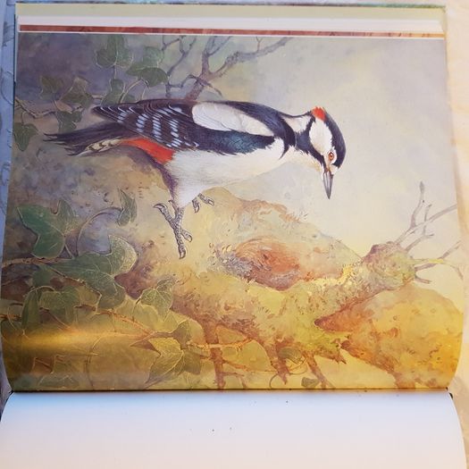 Beningfields Woodlands. Beautiful paintings by Gordan Beningfield of woodland and it birds and animals.