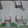 The Handbook of Horse Breeds Image 6