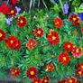 (M) French Marigold Favourite seeds 0.5g (415748) Image 2