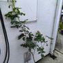 garden plants Image 2