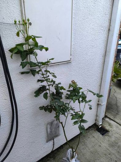garden plants