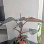 Philodendron Pink Princess Plant Image 4