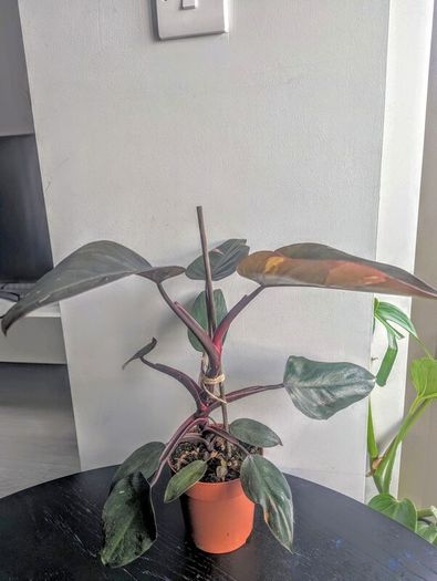 Philodendron Pink Princess Plant