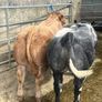 2 show calves for sale Gortatlea Mart 7.30pm. Image 8