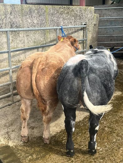 2 show calves for sale Gortatlea Mart 7.30pm.