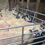 Brockie ewe lambs Image 4