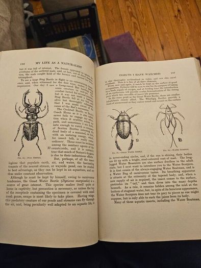 My Life As A Naturalistic. By W. Percival Westell. First Edition 1918 Hardback In Fair Condition.  See Photos For Same.