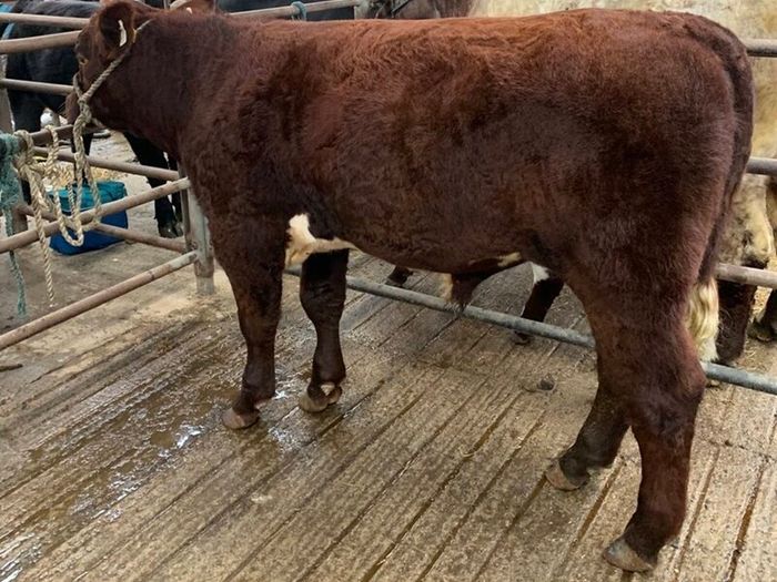 Registered Purebred Shorthorn Bull