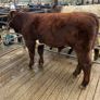 Registered Purebred Shorthorn Bull Image 3