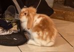 Purebred lop Rabbit male