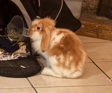 Purebred lop Rabbit male