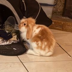 lop Rabbit male