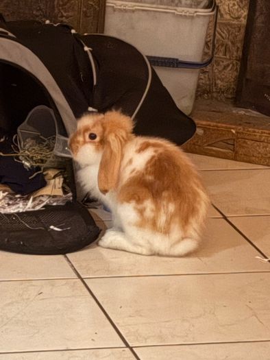 Purebred lop Rabbit male
