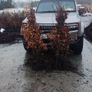 Cherry Laurel Hedging 3.5..4ft just 9.50 euro Image 6