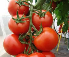 (T) Tomato Pedro F1 seeds 10s (110285)
