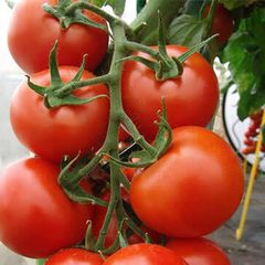 (T) Tomato Pedro F1 seeds 10s (110285)