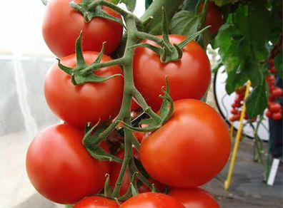 (T) Tomato Pedro F1 seeds 10s (110285)