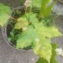 Sycamore sapling tree Image 2