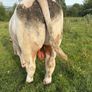 Charolais bulls Image 6