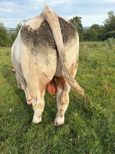 Pedigree registered Charlois bull
