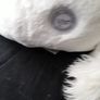 new soft toy Image 5