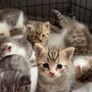 Kittens for adoption Image 7