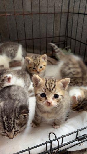 Kittens for adoption