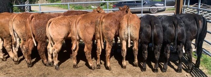 14 smashing limousine heifers