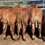 14 smashing limousine heifers Image 6