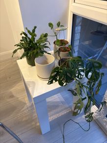 Plants with pots