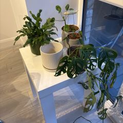 Plants with pots