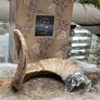 1 Rams Horn Soldered to a Quartz Geode Crystal Hone Decor Decoration Alter Image 8