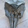 Antique skull of a dolphin Image 2