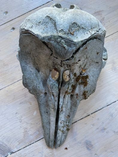 Antique skull of a dolphin