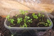 celery seedlings