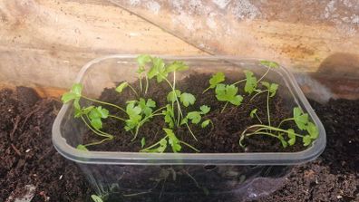 celery seedlings