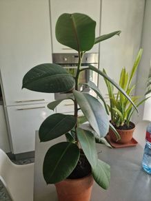 High Ficus rubber Plant