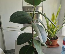 High Ficus rubber Plant