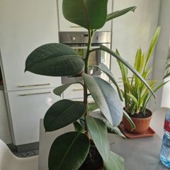 High Ficus rubber Plant