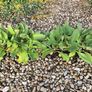 Verbascum Plants Image 4