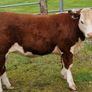 Pedigree Hereford Heifers for Sale Image 4