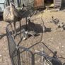 Emu Chicks Image 2